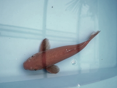 Killikus&reg; Fotographie